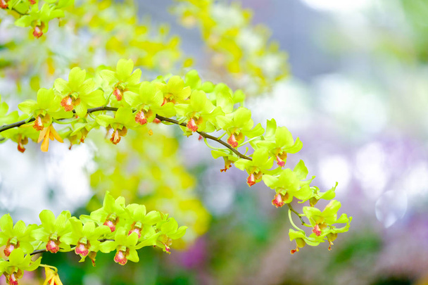 Orchid beautiful in garden at Thailand - Zdjęcie, obraz