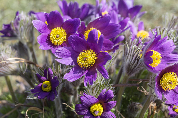 Flores violetas de Pascua de primavera (Pulsatilla patens) en el jardín
 - Foto, Imagen