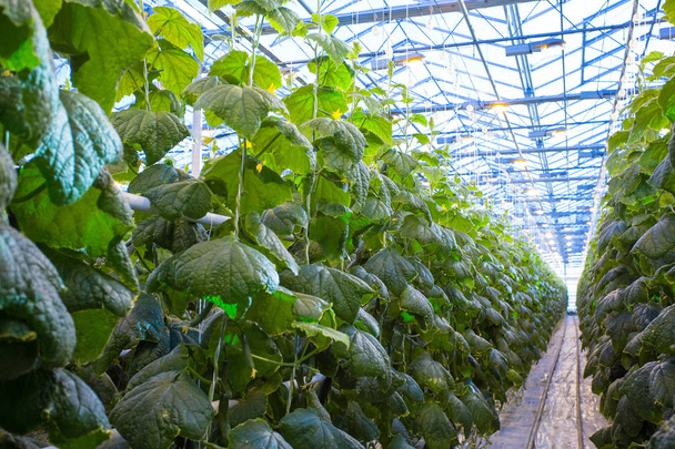 Rostliny ve skleníku. Pěstování rostlin okurky - Fotografie, Obrázek