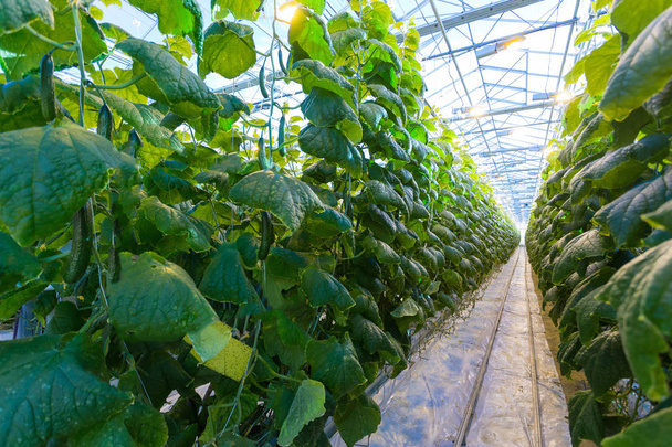 Plants in greenhouse. Cucumber plants growing - Foto, immagini