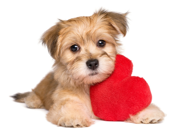 Lover Valentine Havanese puppy lying with a red heart - Photo, Image