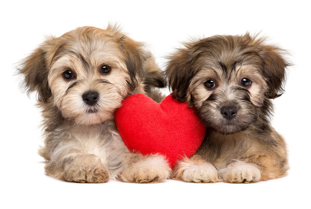 Dos amantes de San Valentín Havanese cachorros con un corazón rojo
 - Foto, imagen