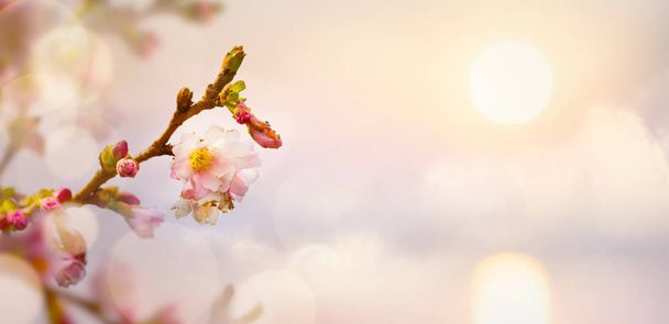 Fondo de flores de primavera; Paisaje de Pascua
 - Foto, Imagen