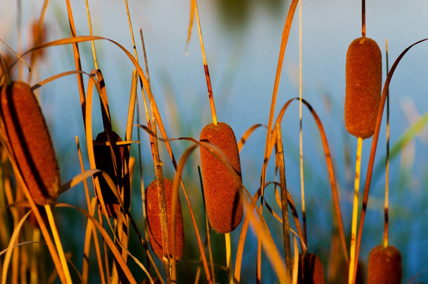 Cattails on the background of the pond - Photo, Image