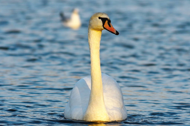 Mute swan mavi su - Fotoğraf, Görsel