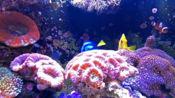 красочные трипичные рыбы, плавающие в аквариуме с кораллом 4K
 - Кадры, видео