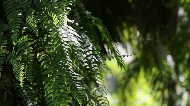 Waved green fern leaves in the sun - Filmmaterial, Video