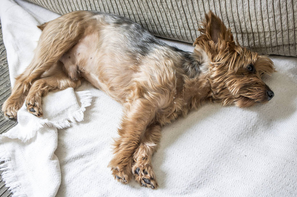 Йоркширський собака лежав на дивані у вітальні в Сан-Паулу. - Фото, зображення