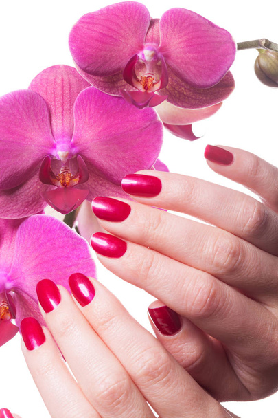 手入れされた爪は、濃いピンクの花びらを愛撫します。 - 写真・画像