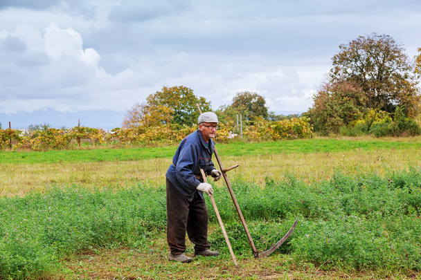 Yaşlı adam tırpan ile çim biçme - Fotoğraf, Görsel