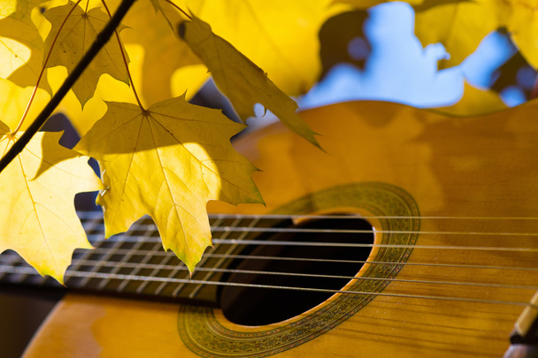 klassieke gitaar veren en bladeren - Foto, afbeelding