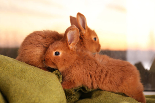Cute funny rabbits   - Foto, Imagen