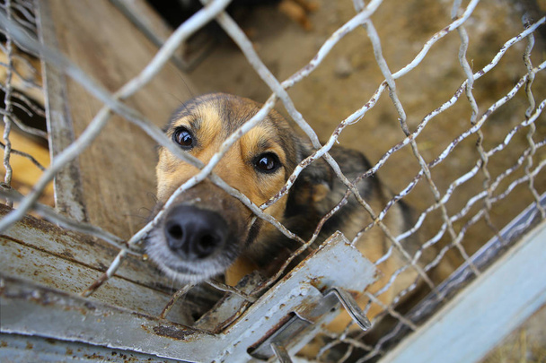 Animal shelter.Boarding home for dogs - Photo, Image
