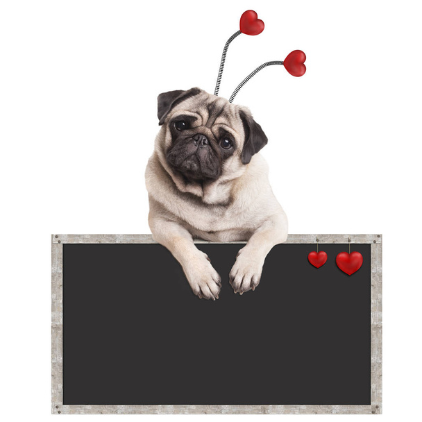 Pies Szczeniak Słodkie Mops wiszące na promocyjny znak pusta tablica, izolowana na białym tle - Zdjęcie, obraz