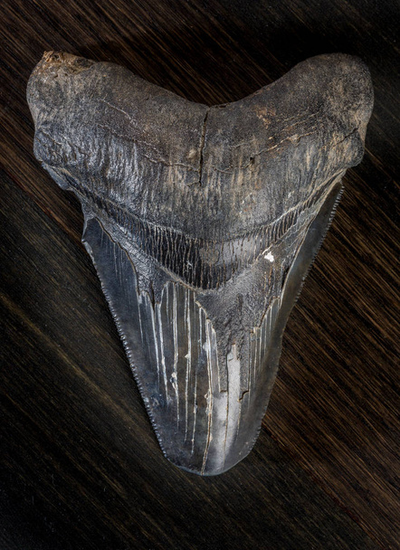 Απολιθωμένο δόντι καρχαρία Megalodon σε σκούρο φόντο - Φωτογραφία, εικόνα