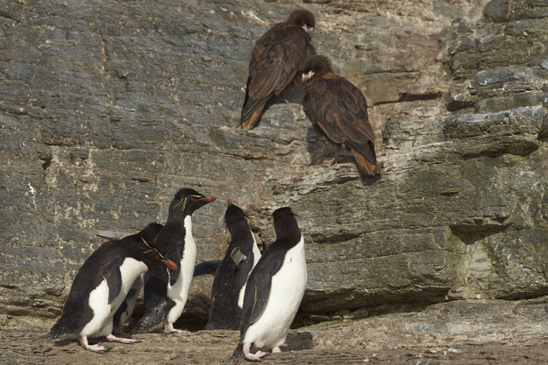 Rockhopper пінгвіни проходження небезпеки - Фото, зображення