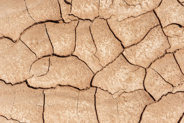 sucha na pustyni - Zdjęcie, obraz