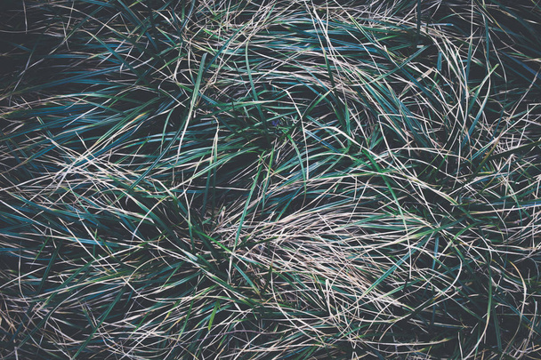 Close-up of fresh organic grasses - in top view - in dark vintage tone - Foto, afbeelding