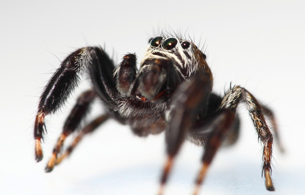 Evarcha arcuata ragno che salta
 - Foto, immagini