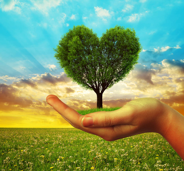 Handen met een boom in de vorm van hart  - Foto, afbeelding