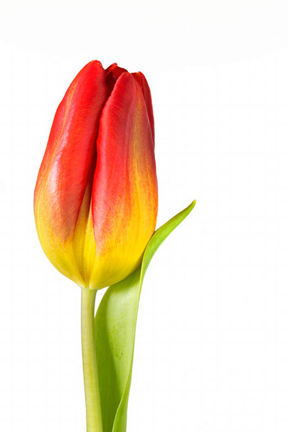 Tulipán rojo y amarillo sobre fondo blanco
 - Foto, imagen
