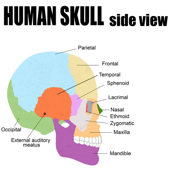 Побічний погляд на людський череп. - Вектор, зображення