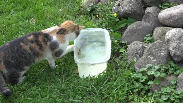 Schöne Katze fängt Fisch aus Plastikschale mit Wasser. Nahaufnahme. 4k - Filmmaterial, Video