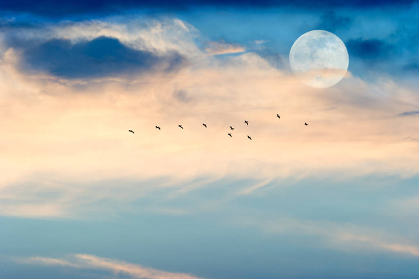 Měsíc mraky ptáci  - Fotografie, Obrázek