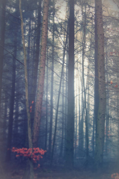 Українська woodland на Туманний Туманний ранковий - Фото, зображення