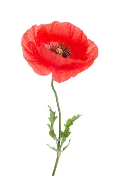 single red poppy - Foto, Imagen