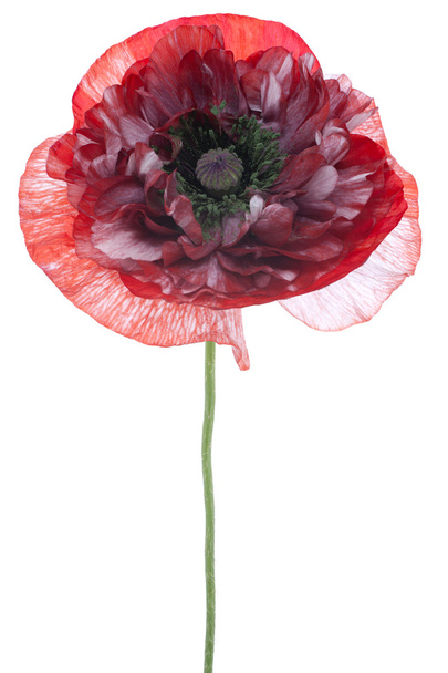 Poppy flower - 写真・画像