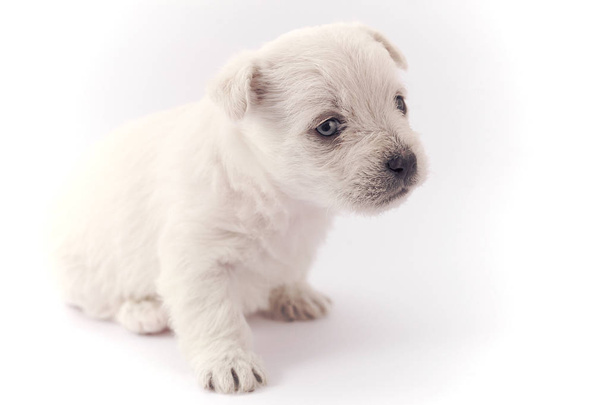 白い子犬 - 写真・画像