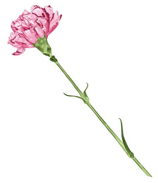 Ροζ γαρύφαλλο απομονωμένο σε λευκό φόντο - Διάνυσμα, εικόνα