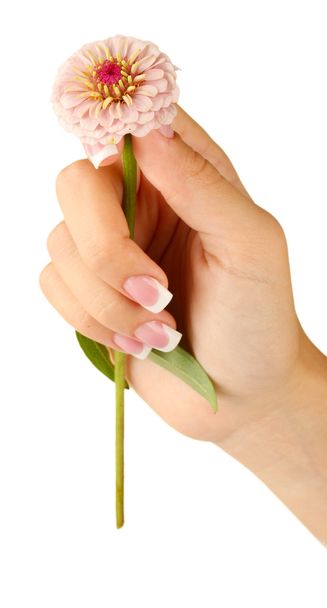 Pink flower with woman's hand on white background - Фото, изображение