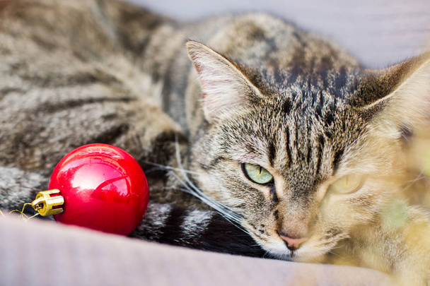 tabby cat sleeps, the atmosphere of Christmas and New Year - Foto, Bild