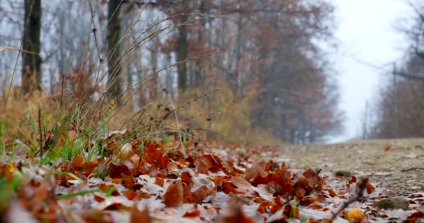 Camino en otoño paisaje
 - Imágenes, Vídeo