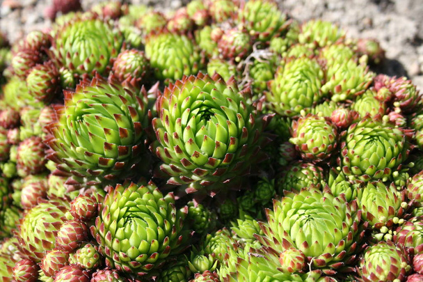 Μακρο του Sempervivum tectorum, ενός φαρμακευτικού φυτού από βότανα - Φωτογραφία, εικόνα