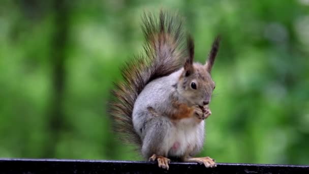 esquilo vermelho comendo noz
 - Filmagem, Vídeo