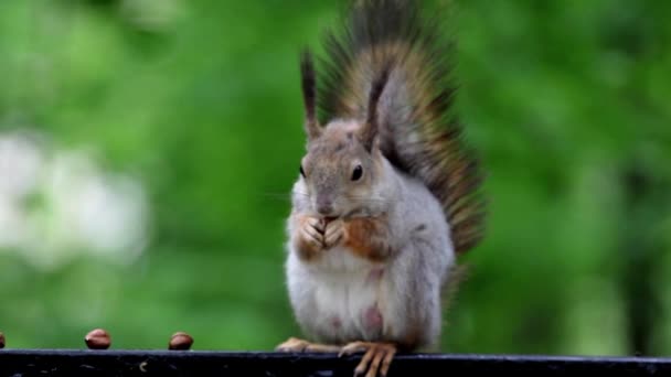 scoiattolo rosso mangiare noce
 - Filmati, video