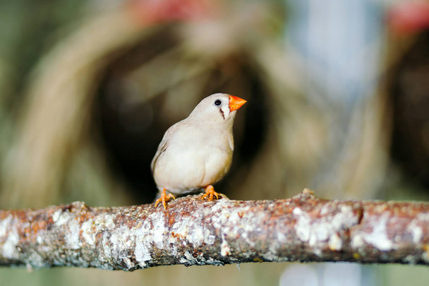 Wild bird sitting on a perch. - Foto, imagen