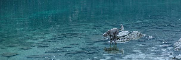 Perro en el tranquilo lago azul Aibsee, Alemania
 - Foto, imagen