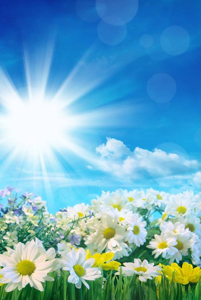 jarní květy s modrou oblohou  - Fotografie, Obrázek