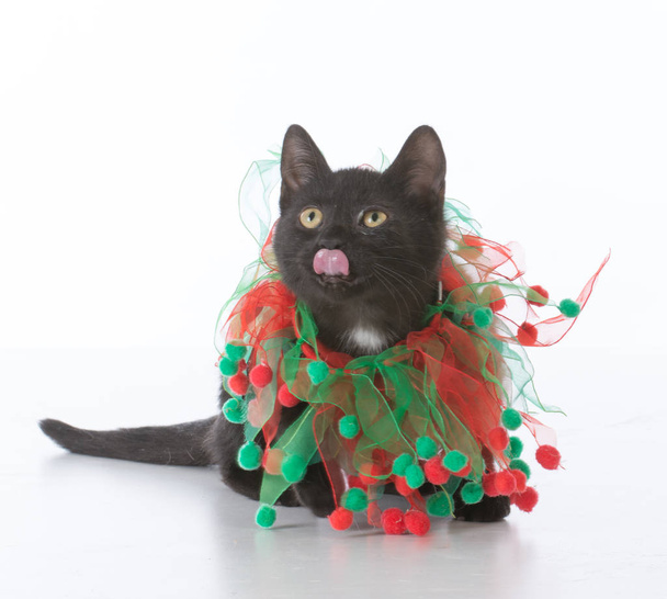 black christmas kitten - Foto, Imagem