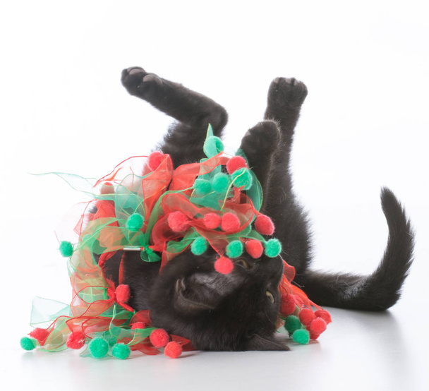 black christmas kitten - Fotografie, Obrázek