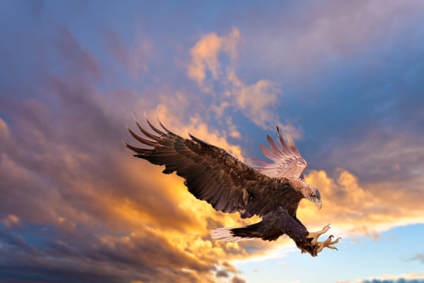 Aquila di mare coda bianca
 - Foto, immagini