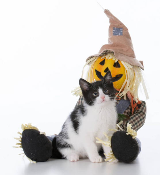 halloween kitten sitting - Фото, зображення