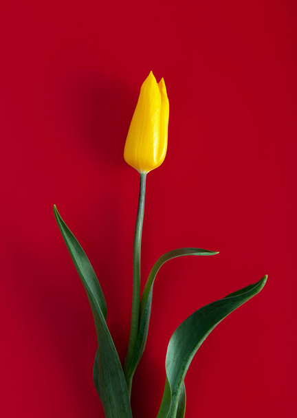 Yellow tulip on red background - Fotografie, Obrázek