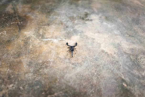 Scorpione sul pavimento di cemento
 - Foto, immagini