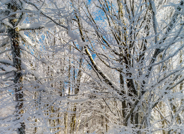 Winter forest with frozen trees majestic view. Winter in nature. - Foto, Imagen