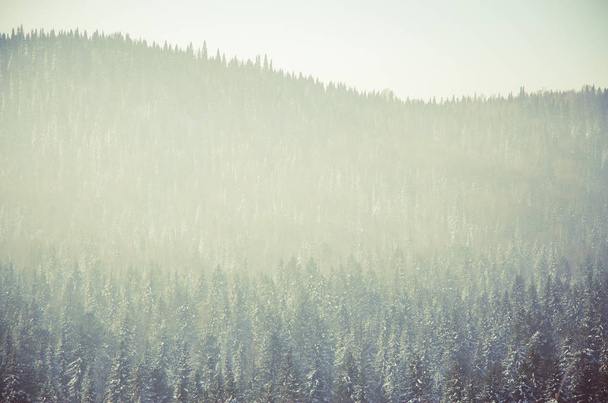 thick fog covered with thick coniferous forest. forest with a bird's eye view . coniferous trees, thickets of green forest. fog covered with thick coniferous forest. - Foto, immagini